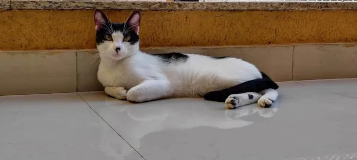 Gato ra a Siamês idade 7 a 11 meses nome Adão