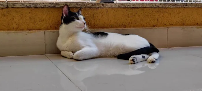 Gato ra a Siamês idade 7 a 11 meses nome Adão