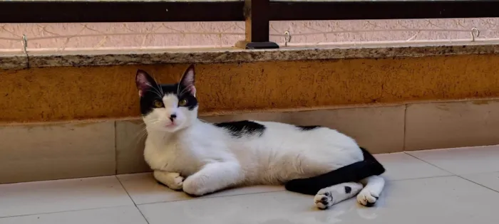 Gato ra a Siamês idade 7 a 11 meses nome Adão