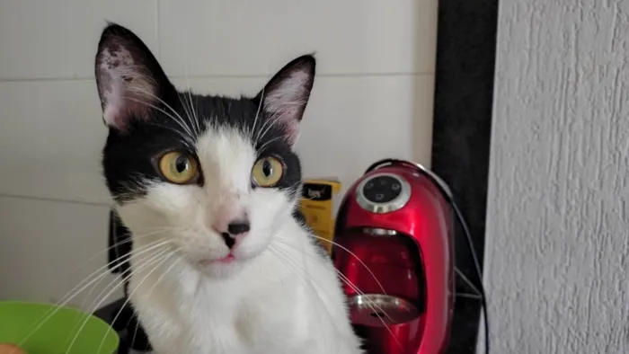 Gato ra a Siamês idade 7 a 11 meses nome Adão