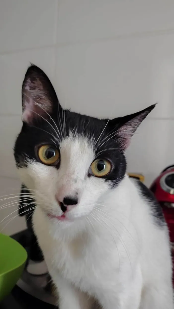 Gato ra a Siamês idade 7 a 11 meses nome Adão
