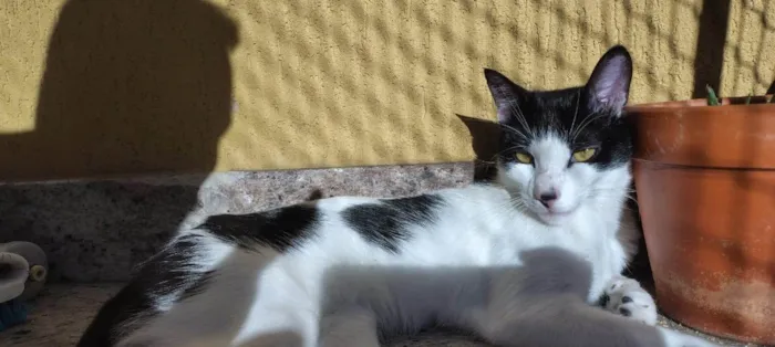 Gato ra a Siamês idade 7 a 11 meses nome Adão