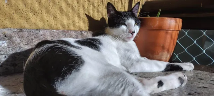Gato ra a Siamês idade 7 a 11 meses nome Adão
