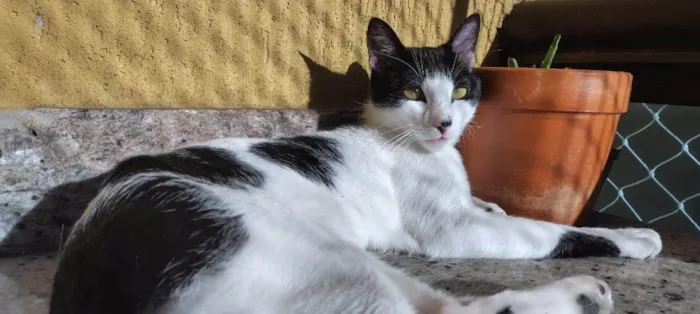 Gato ra a Siamês idade 7 a 11 meses nome Adão
