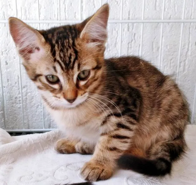 Gato ra a SRD-ViraLata idade 2 a 6 meses nome HEITOR TIGRE