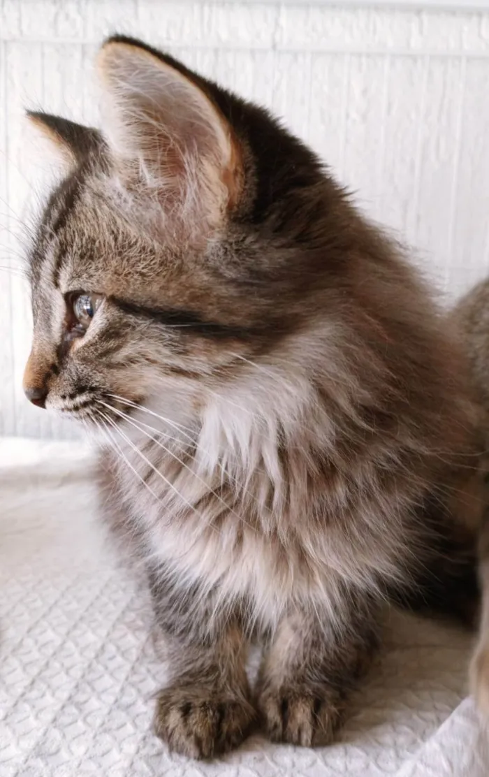 Gato ra a SRD-ViraLata idade 2 a 6 meses nome HEITOR TIGRE