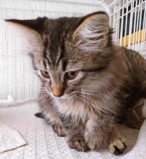 Gato ra a SRD-ViraLata idade 2 a 6 meses nome HEITOR TIGRE