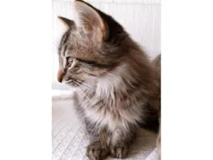 Gato raça SRD-ViraLata idade 2 a 6 meses nome HEITOR TIGRE