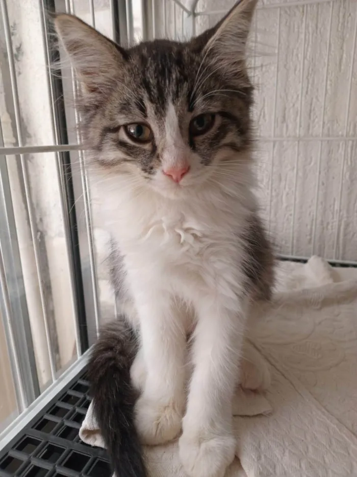 Gato ra a SRD-ViraLata idade 2 a 6 meses nome MILA MIX