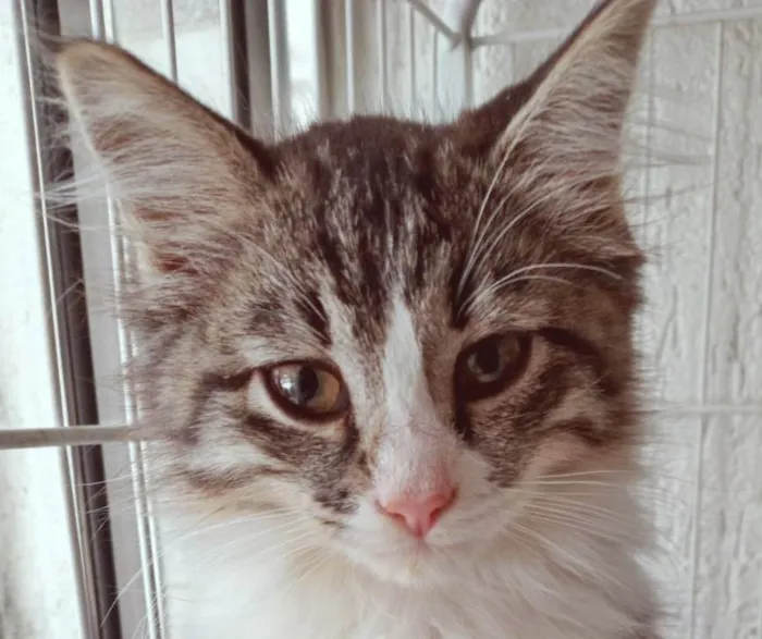 Gato ra a SRD-ViraLata idade 2 a 6 meses nome MILA MIX