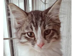 Gato raça SRD-ViraLata idade 2 a 6 meses nome MILA MIX
