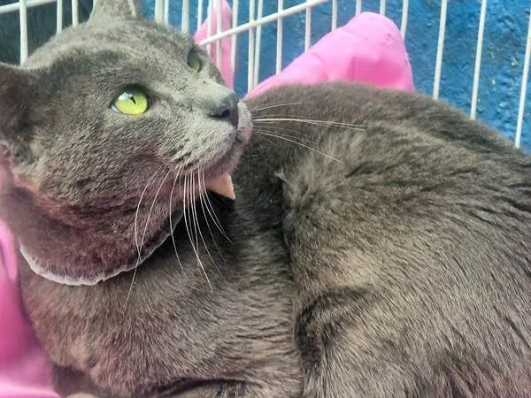 Gato ra a SRD-ViraLata idade 7 a 11 meses nome CÉLIO BLUE
