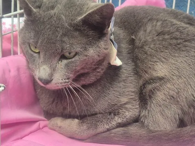 Gato ra a SRD-ViraLata idade 7 a 11 meses nome CÉLIO BLUE