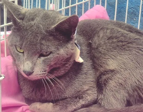 Gato ra a SRD-ViraLata idade 7 a 11 meses nome CÉLIO BLUE