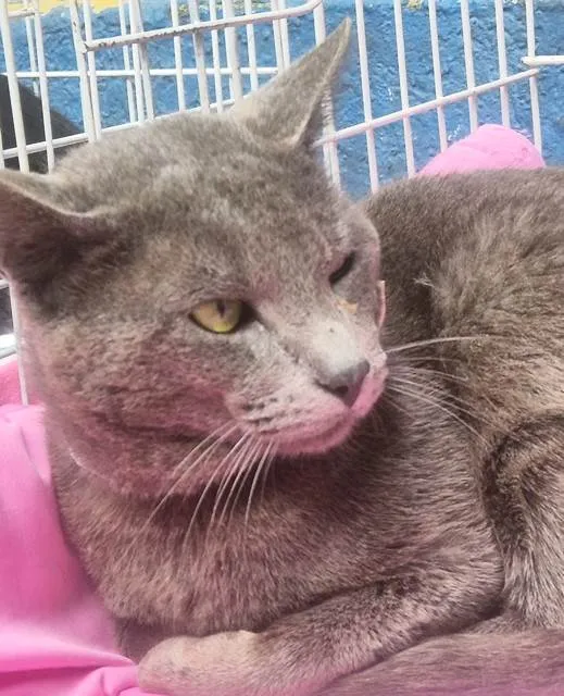 Gato ra a SRD-ViraLata idade 7 a 11 meses nome CÉLIO BLUE