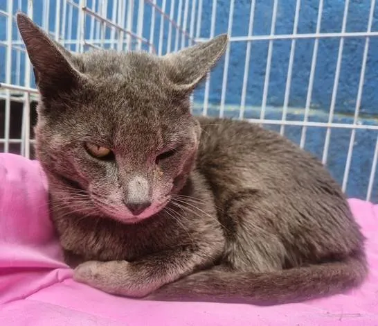 Gato ra a SRD-ViraLata idade 7 a 11 meses nome CÉLIO BLUE