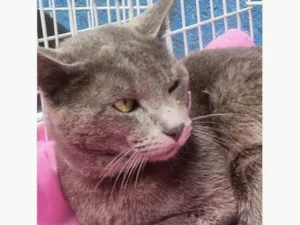 Gato raça SRD-ViraLata idade 7 a 11 meses nome CÉLIO BLUE