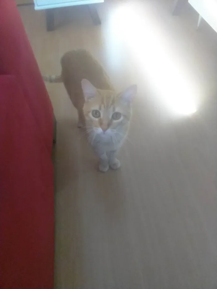 Gato ra a SRD-ViraLata idade 2 a 6 meses nome Chuvisco