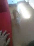 Chuvisco