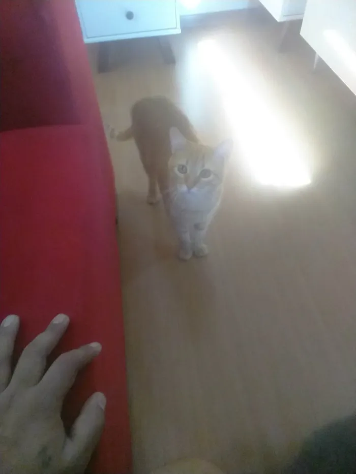 Gato ra a SRD-ViraLata idade 2 a 6 meses nome Chuvisco
