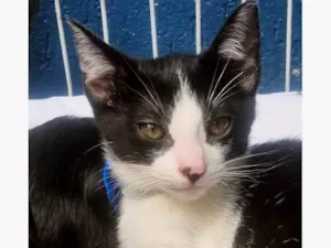 Gato raça SRD-ViraLata idade 2 a 6 meses nome DINHO FRAJOLA