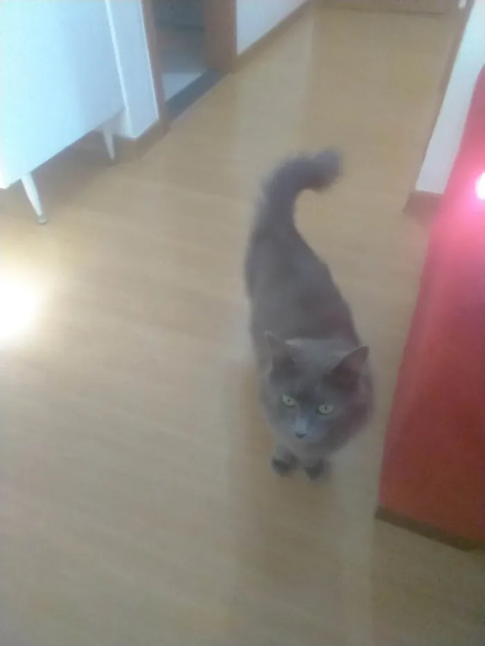 Gato ra a SRD-ViraLata idade 2 a 6 meses nome Chaninha 