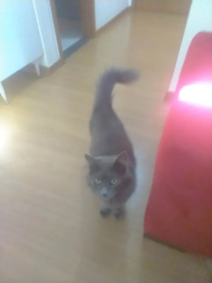 Gato ra a SRD-ViraLata idade 2 a 6 meses nome Chaninha 