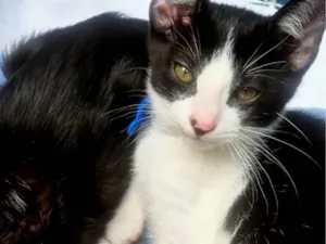 Gato raça SRD-ViraLata idade 2 a 6 meses nome DINHO FRAJOLA