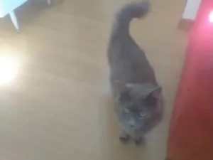Gato raça SRD-ViraLata idade 2 a 6 meses nome Chaninha 
