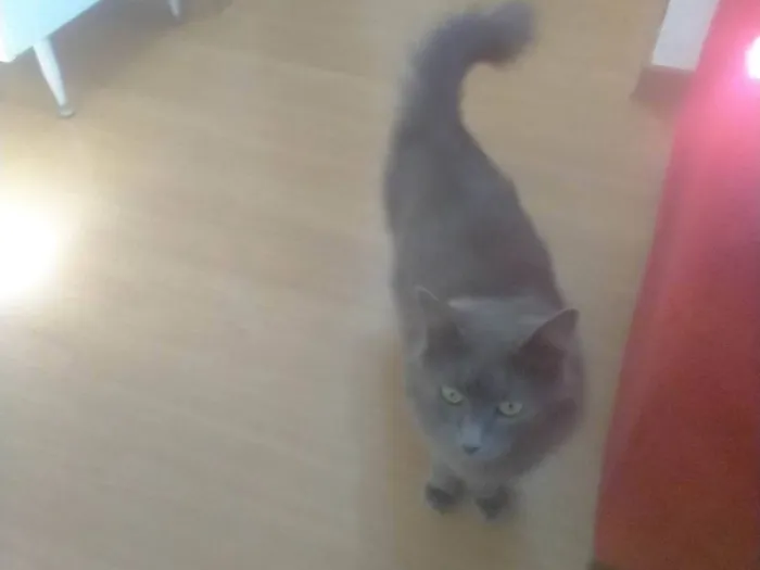 Gato ra a SRD-ViraLata idade 2 a 6 meses nome Chaninha 