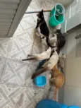 Gatos 