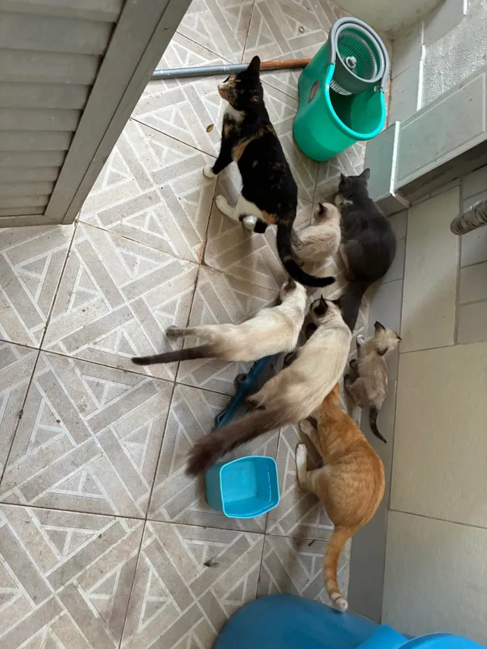 Gato ra a SRD-ViraLata idade 2 a 6 meses nome Gatos 