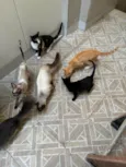 Gatos 