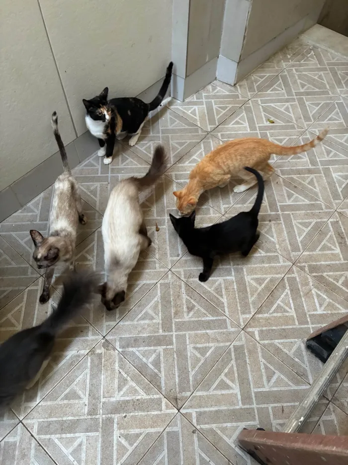 Gato ra a SRD-ViraLata idade 2 a 6 meses nome Gatos 