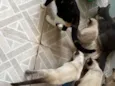 Gatos 