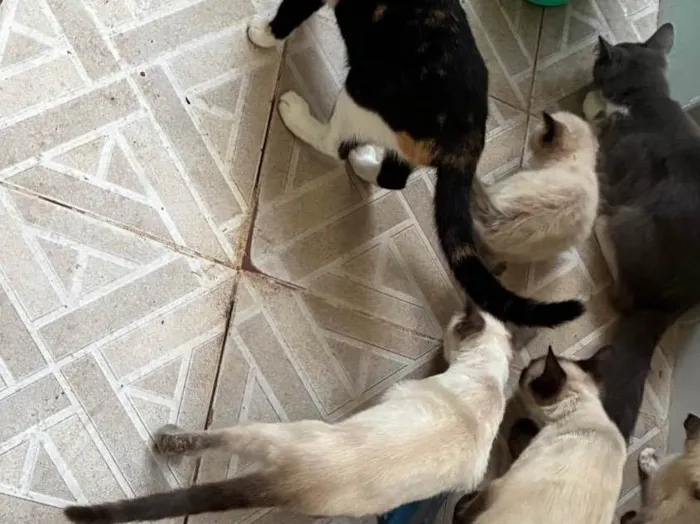 Gato ra a SRD-ViraLata idade 2 a 6 meses nome Gatos 