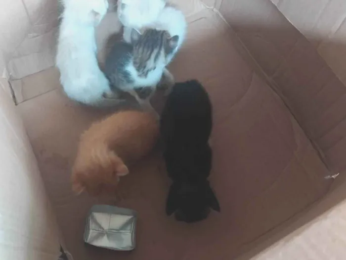 Gato ra a SRD-ViraLata idade Abaixo de 2 meses nome Leo, kink, Jon, lilp, Zé 