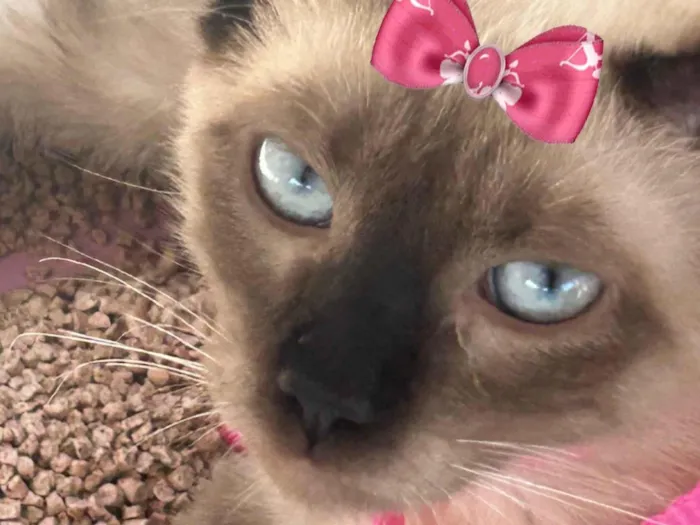 Gato ra a Siamês idade 2 a 6 meses nome Pedrita 