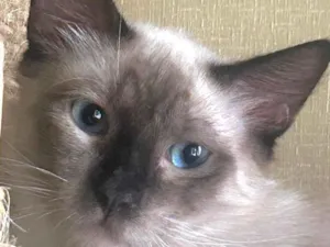 Gato raça Siamês idade 2 a 6 meses nome Pedrinho 