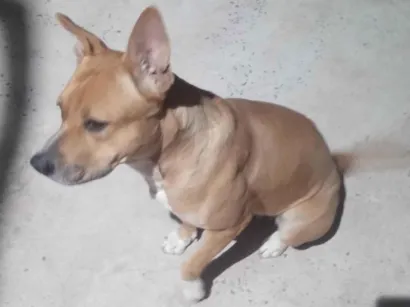 Cachorro raça Pit-Bull idade 1 ano nome Zara