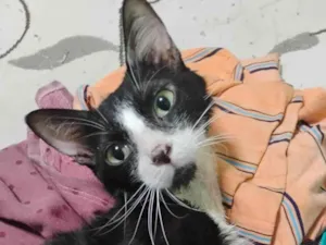 Gato raça SRD-ViraLata idade 1 ano nome Frajola 