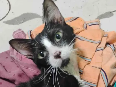Gato raça SRD-ViraLata idade 1 ano nome Frajola 