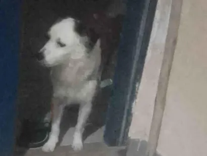 Cachorro raça SRD-ViraLata idade 2 anos nome Lion