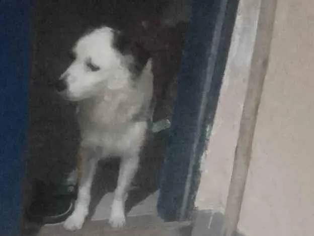 Cachorro ra a SRD-ViraLata idade 2 anos nome Lion