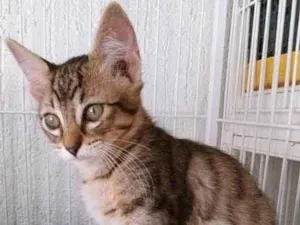 Gato raça SRD-ViraLata idade 2 a 6 meses nome HUGO TIGRE