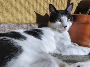 Gato raça Siamês idade 7 a 11 meses nome Adão