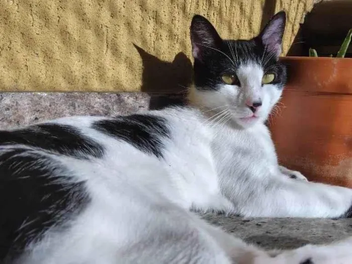 Gato ra a Siamês idade 7 a 11 meses nome Adão