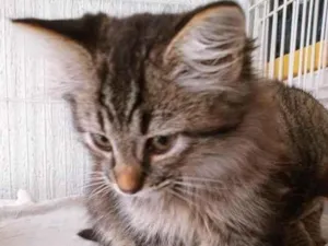 Gato raça SRD-ViraLata idade 2 a 6 meses nome HEITOR TIGRE