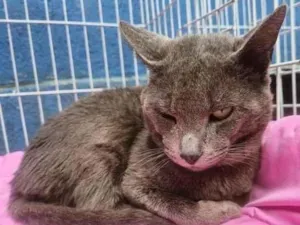Gato raça SRD-ViraLata idade 7 a 11 meses nome CÉLIO BLUE