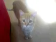 Chuvisco
